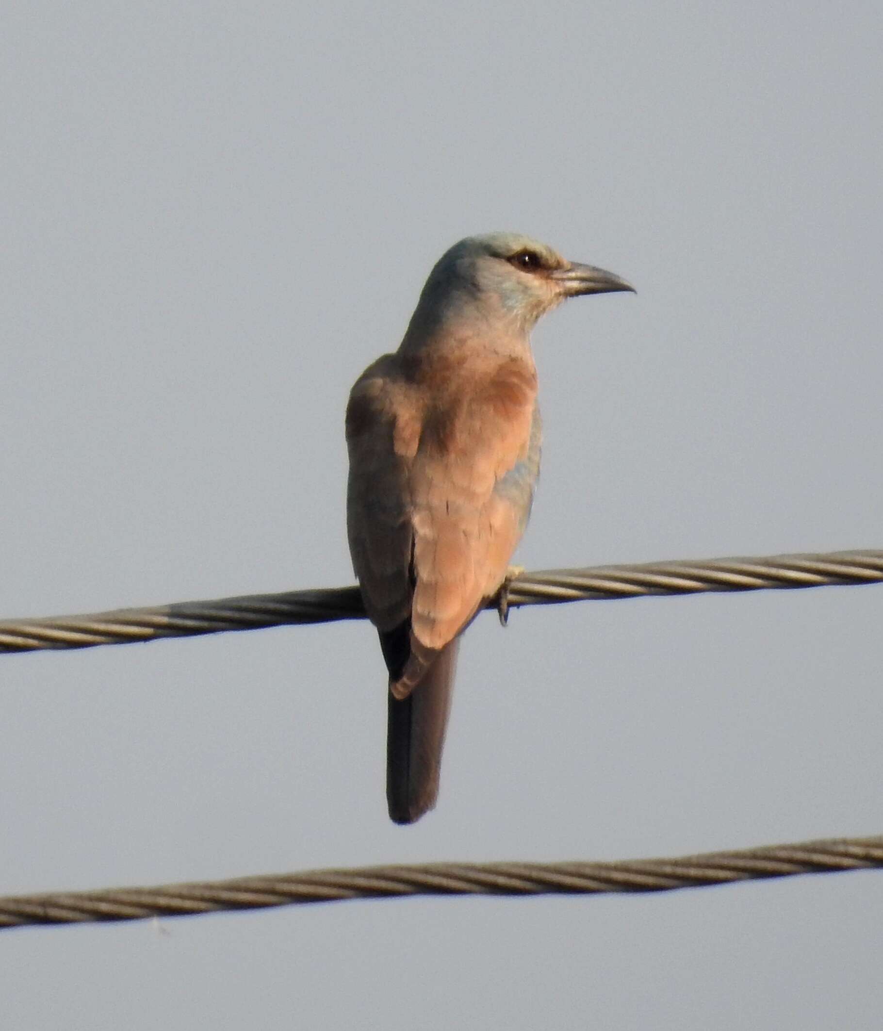 Image of European Roller