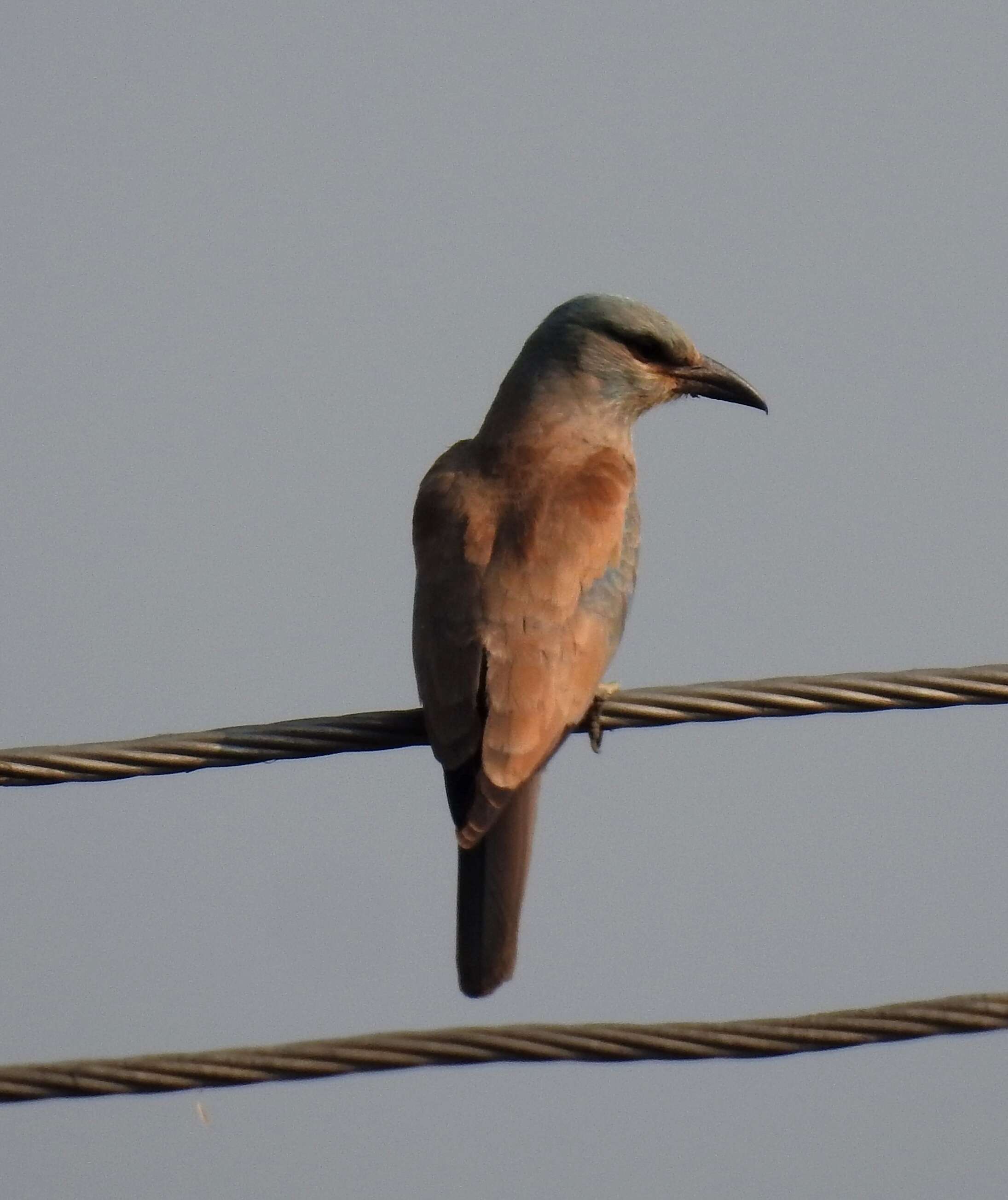 Image of European Roller