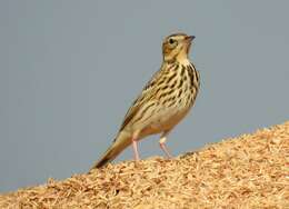 Image of Tree Pipit