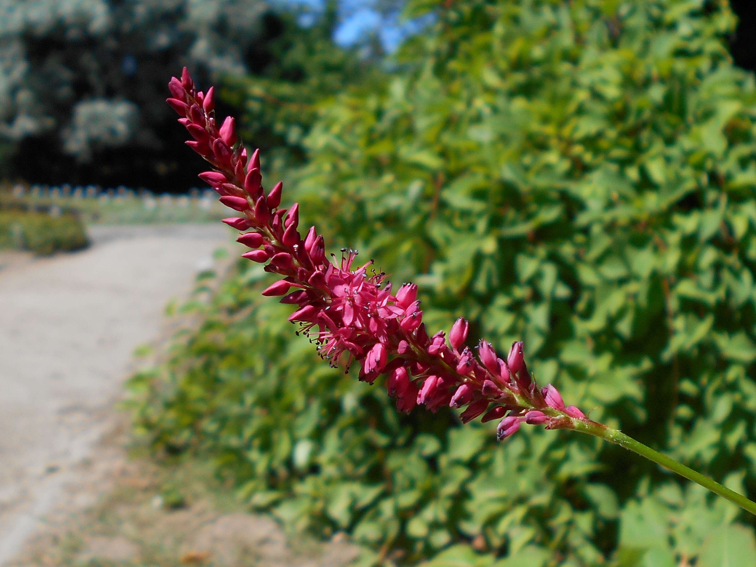 Image of Bistorta amplexicaulis (D. Don) Greene