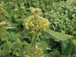 Sivun Phlomis russeliana (Sims) Lag. ex Benth. kuva