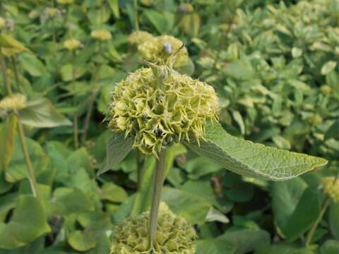 Image of Phlomis russeliana (Sims) Lag. ex Benth.