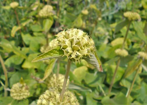 Image of Phlomis russeliana (Sims) Lag. ex Benth.