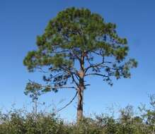 Image of Slash Pine