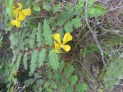 Image of partridge pea