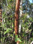 Image of gumbo limbo