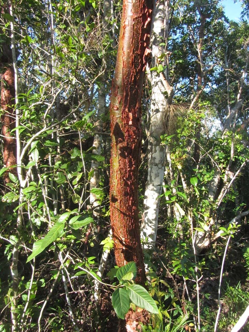 Image of gumbo limbo