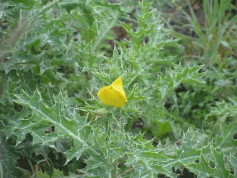 Image of Mexican pricklypoppy