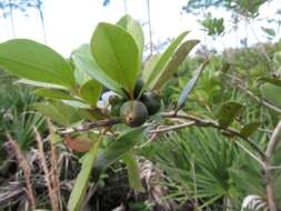 Image of Psidium cattleyanum