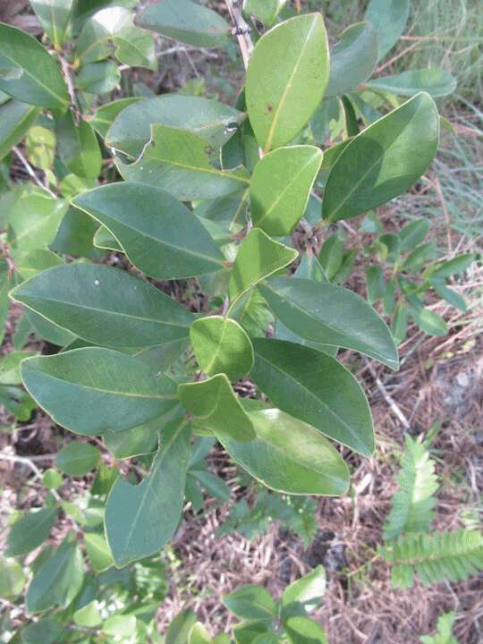 Image of Psidium cattleyanum