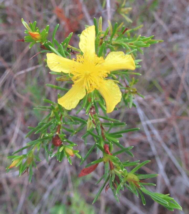 Image of peelbark St. Johnswort