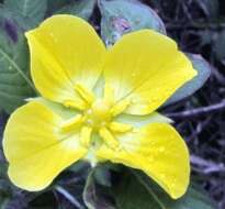 Image of Peruvian primrose-willow