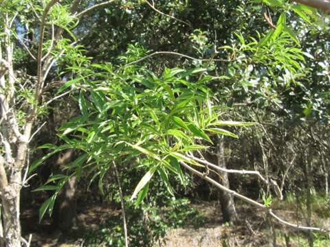 Image of coastal plain willow