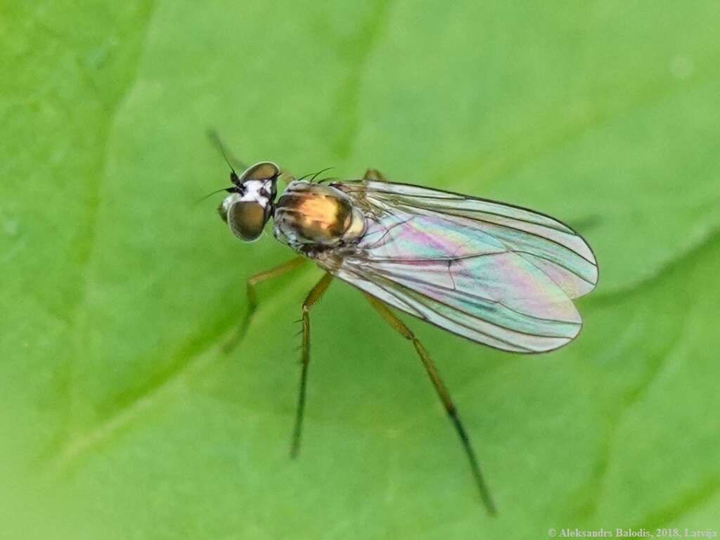 Image of Argyra argyria (Meigen 1824)