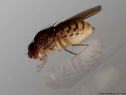 Image of Drosophila meridiana Patterson & Wheeler 1942