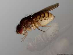 Imagem de Drosophila meridiana Patterson & Wheeler 1942