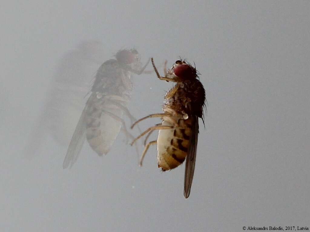 Image de Drosophila meridiana Patterson & Wheeler 1942