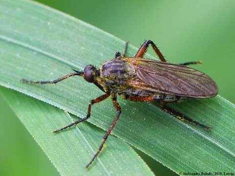 Image of Empis opaca Meigen 1804