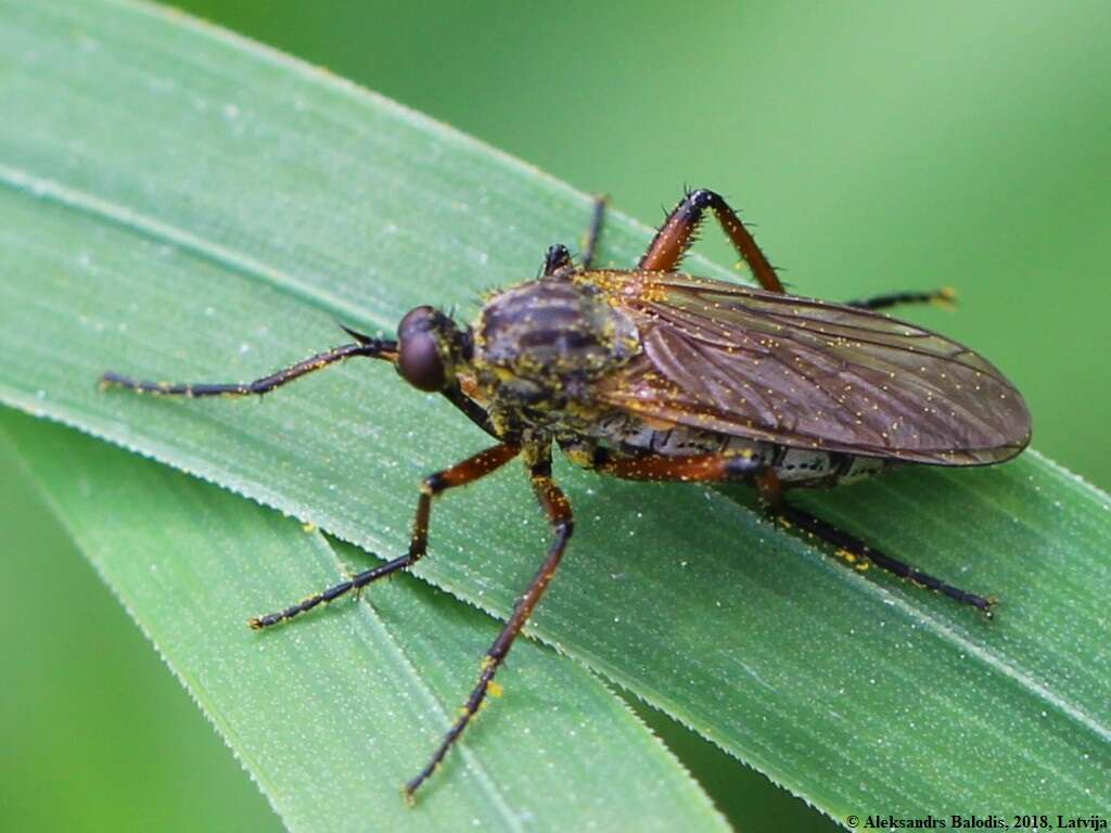 Image of Empis opaca Meigen 1804