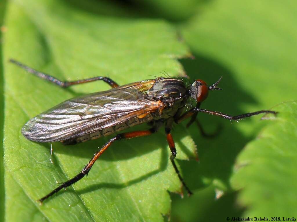 Image of Empis opaca Meigen 1804