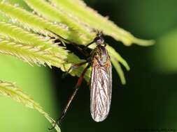 Image of Empis opaca Meigen 1804