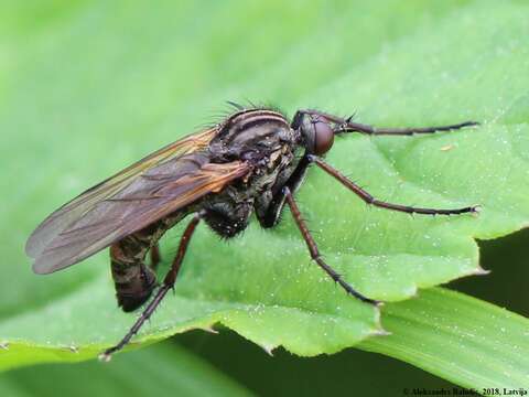 Image of Empis tessellata Fabricius 1794