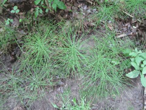 Image of Shady Horsetail