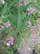 Image of showy ticktrefoil