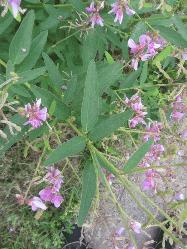 Image of showy ticktrefoil