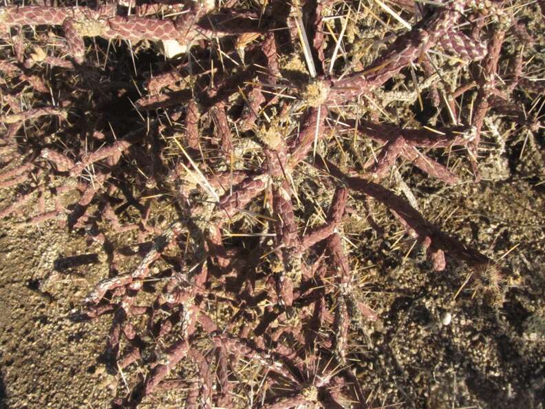 Image of branched pencil cholla