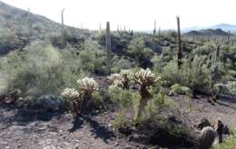 Image of teddybear cholla