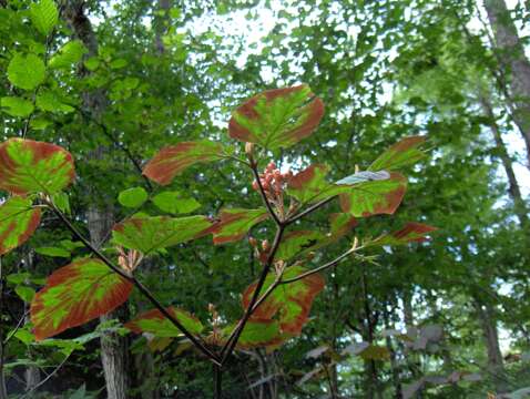 Image de viorne à feuilles d'aulne