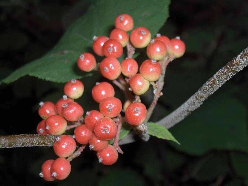 Image de viorne à feuilles d'aulne