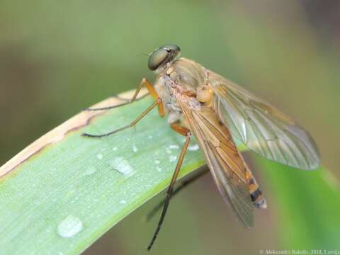 Image of Marsh Snipe fly