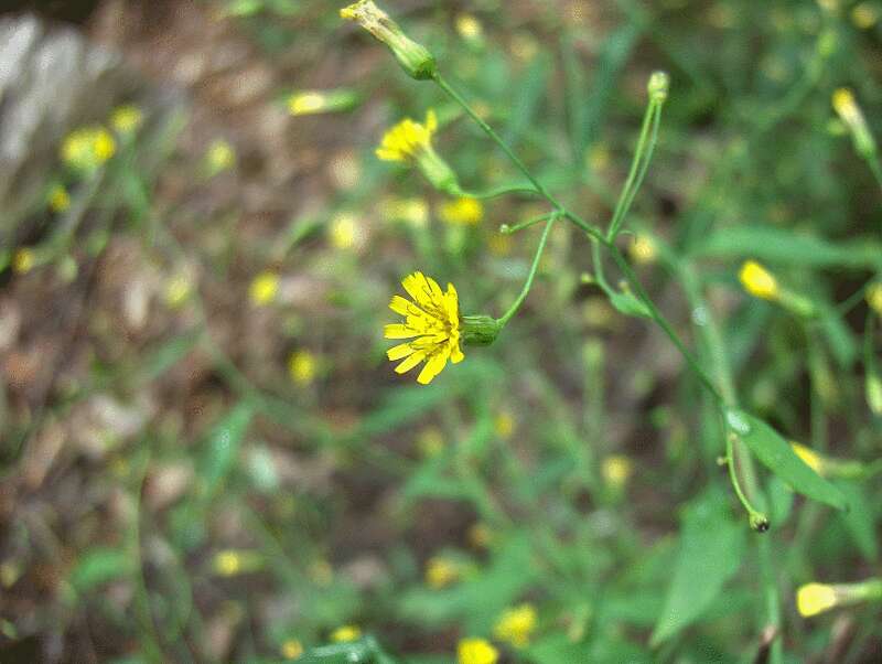 Image of nipplewort