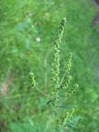 Image of annual ragweed