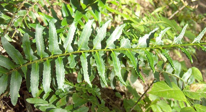 Plancia ëd Polystichum acrostichoides (Michx.) Schott