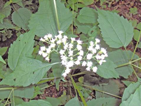 Plancia ëd Ageratina altissima (L.) R. King & H. Rob.