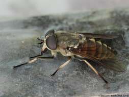 Image of pale giant horse-fly