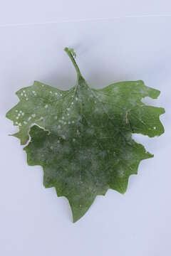 Слика од Erysiphe cruciferarum Opiz ex L. Junell 1967