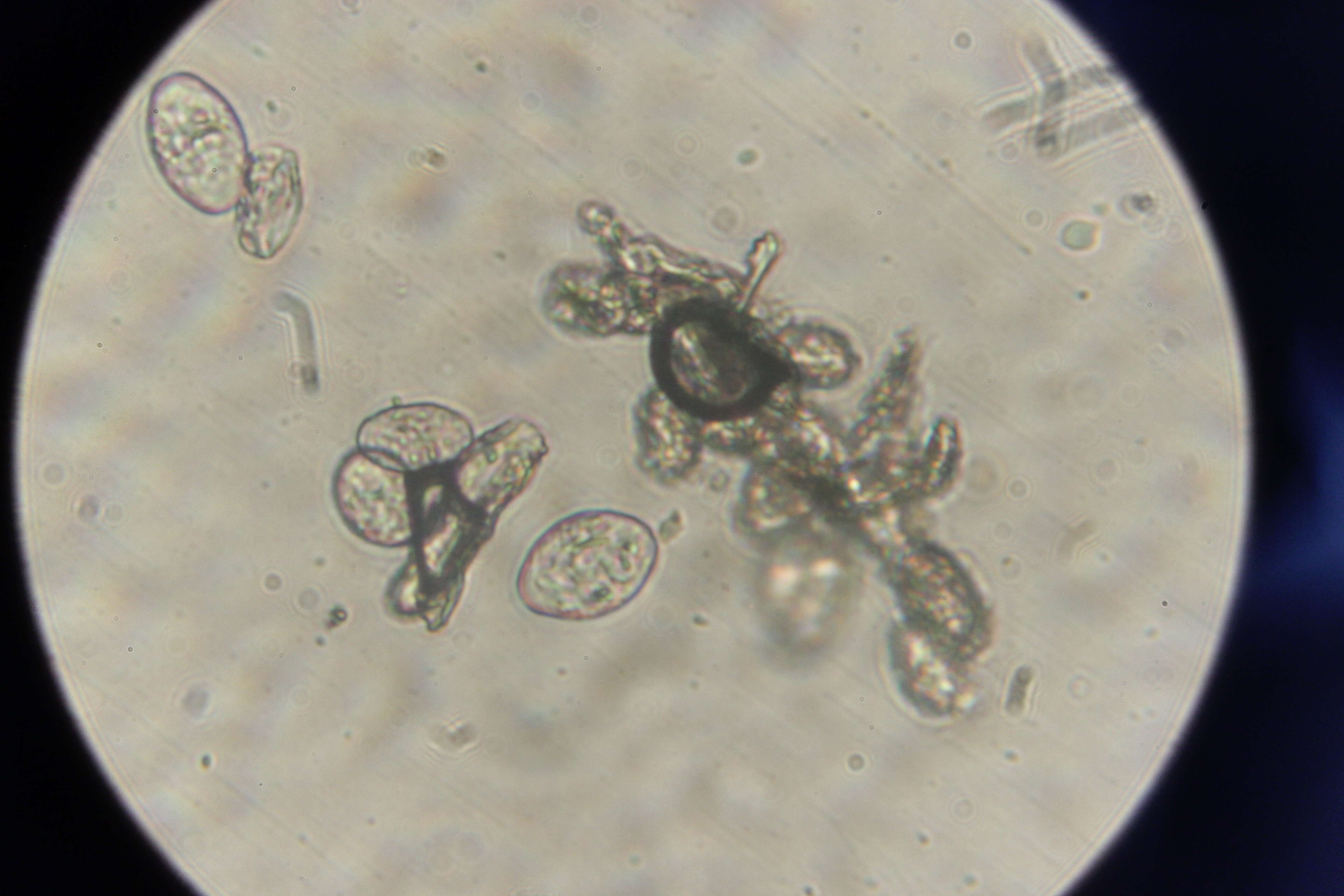 Podosphaera filipendulae (Z. Y. Zhao) T. Z. Liu & U. Braun 2010的圖片