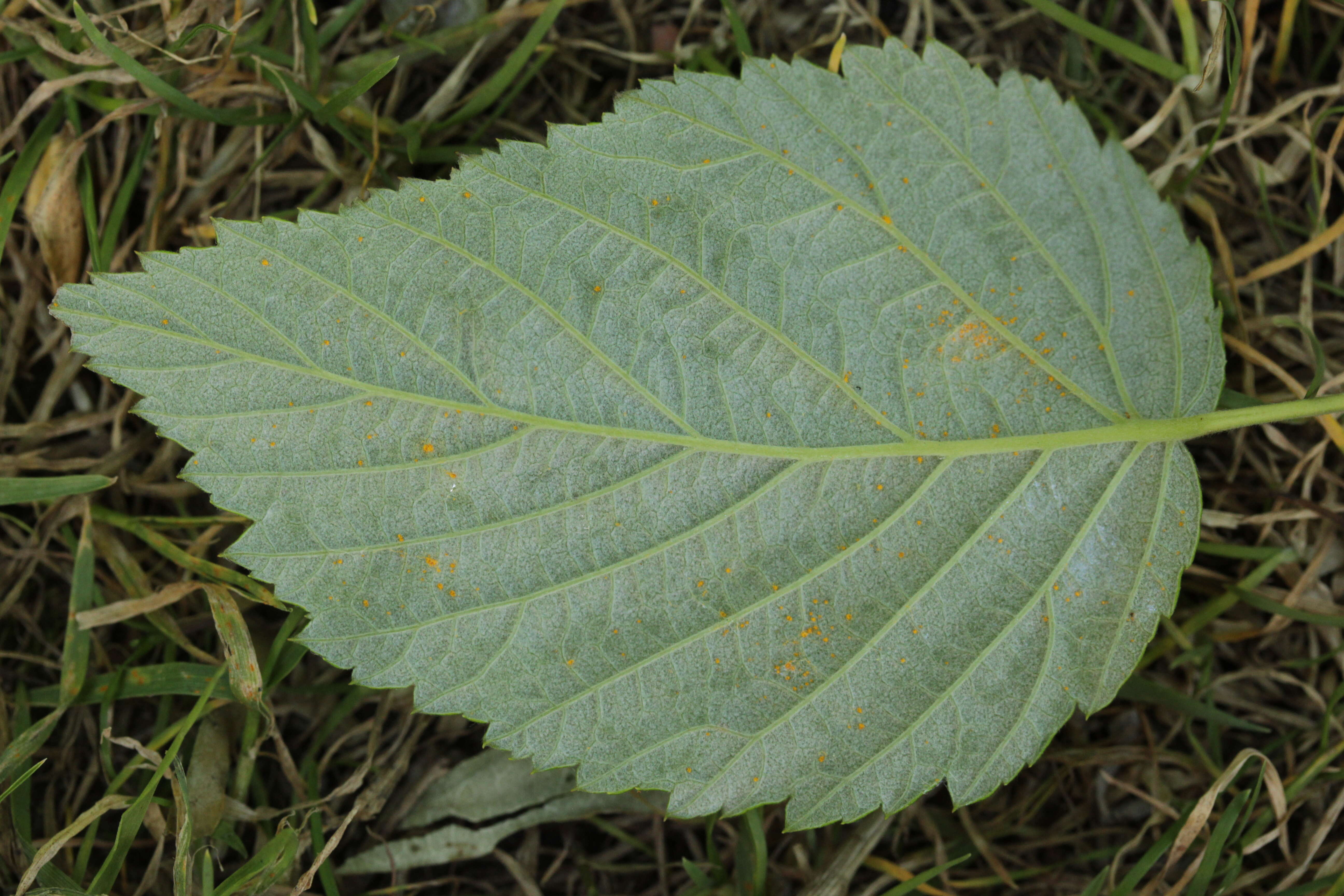 صورة Phragmidium rubi-idaei (DC.) P. Karst. 1878