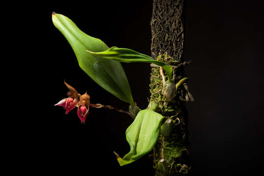 Image of Bulbophyllum subumbellatum Ridl.