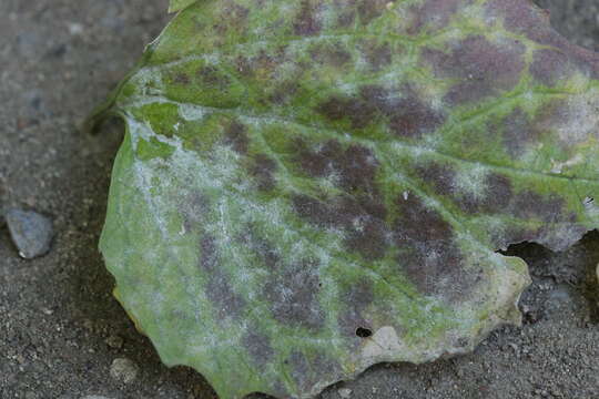 Erysiphe cruciferarum Opiz ex L. Junell 1967 resmi