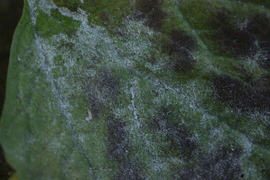 Слика од Erysiphe cruciferarum Opiz ex L. Junell 1967