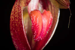 Image of Bulbophyllum subumbellatum Ridl.