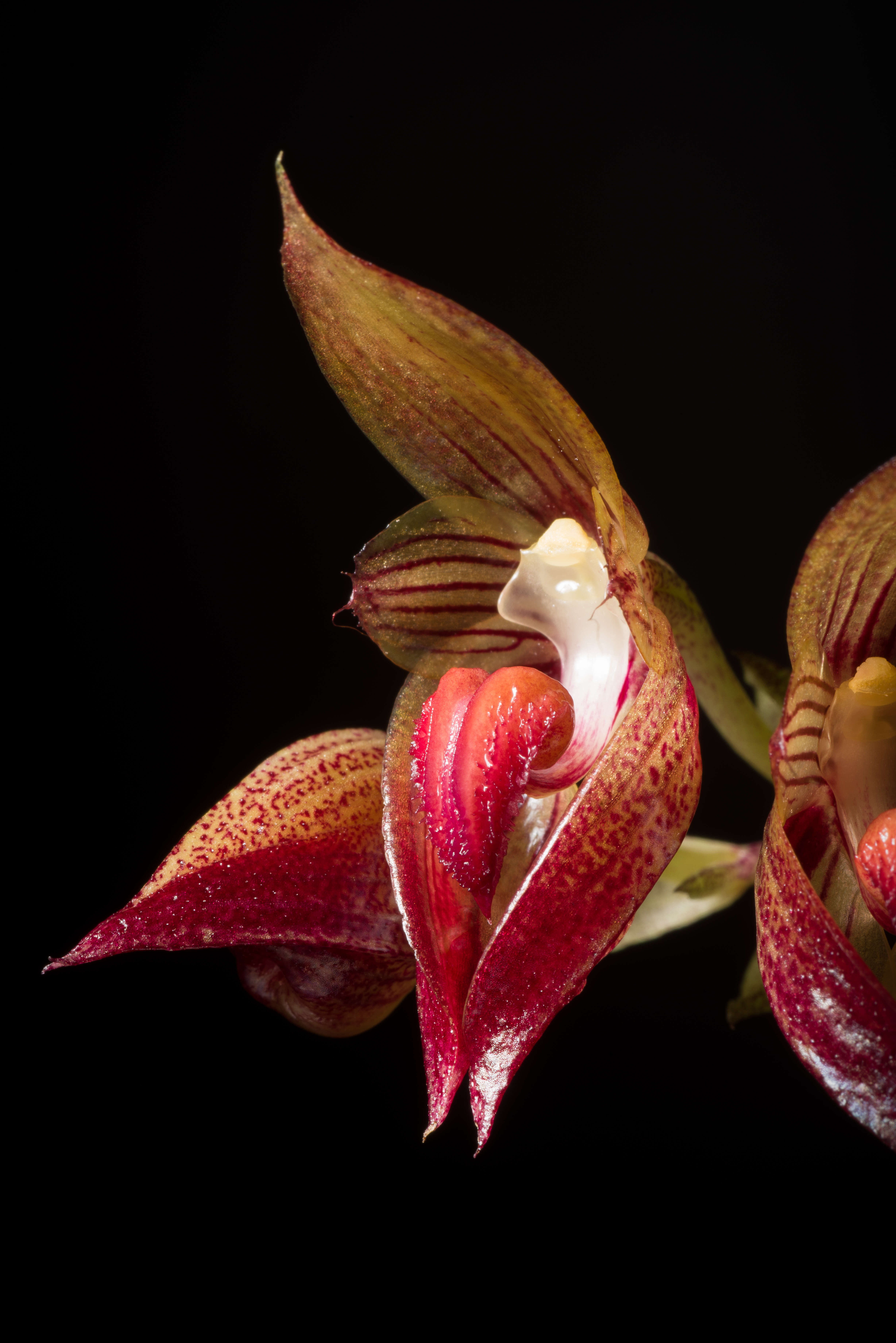 Image of Bulbophyllum subumbellatum Ridl.