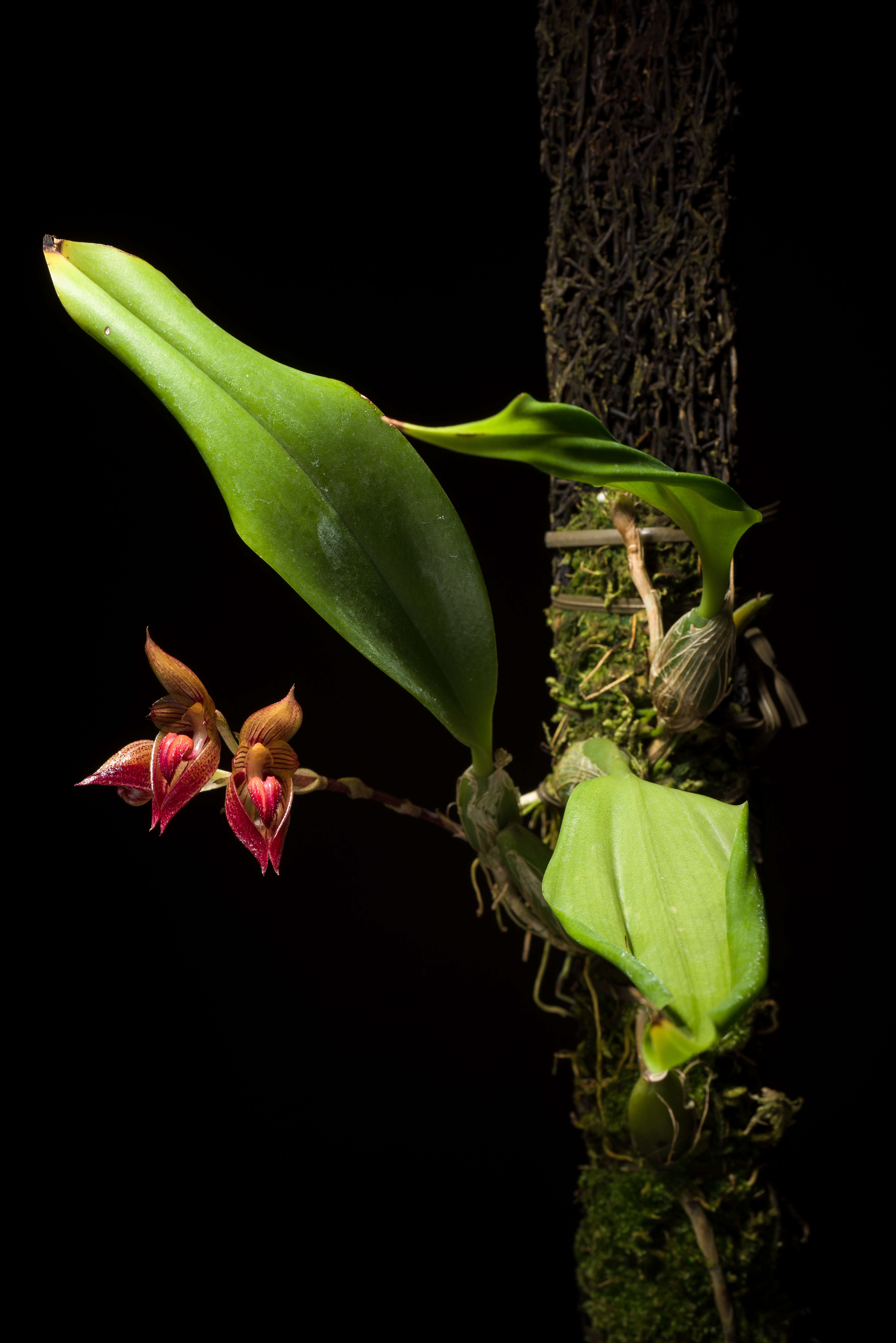 Imagem de Bulbophyllum subumbellatum Ridl.