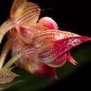 Imagem de Bulbophyllum subumbellatum Ridl.