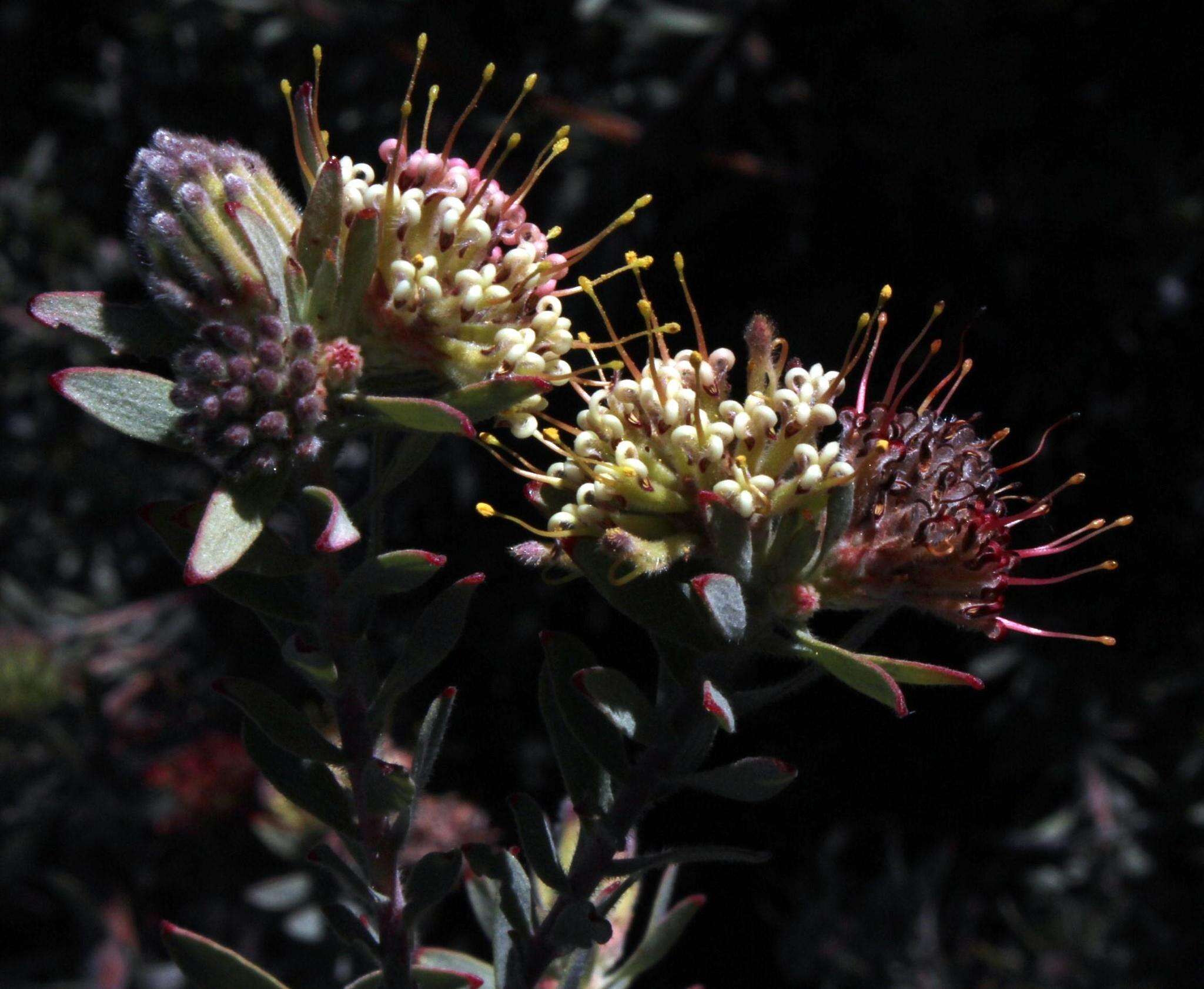 Plancia ëd Leucospermum wittebergense Compton